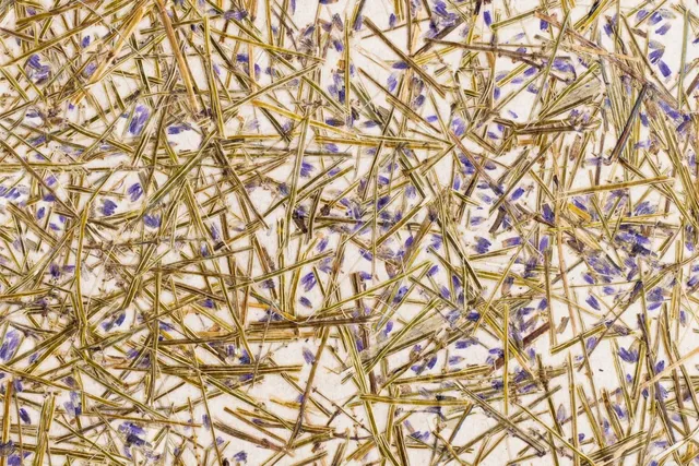organoid-naturoberfl-chen-lavendel-medium-naturtapete-duftend image 1