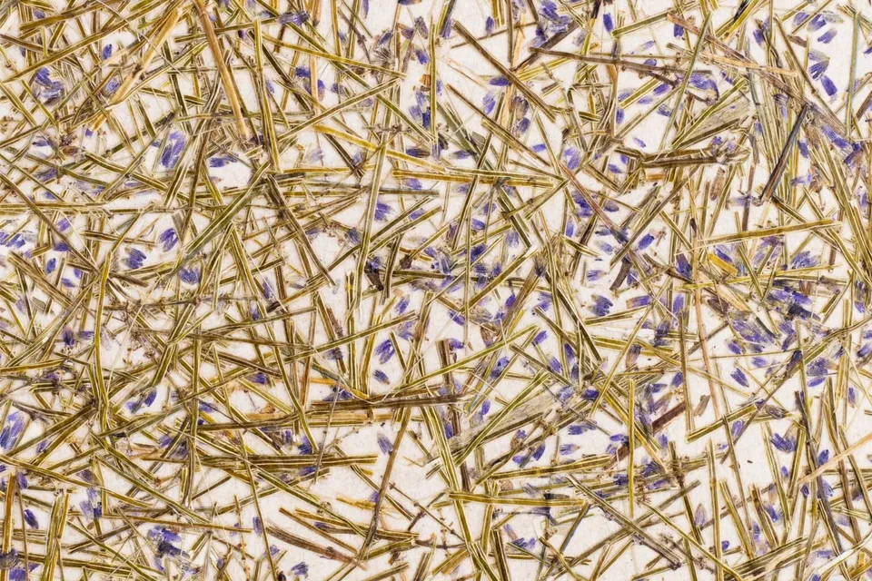 organoid-naturoberfl-chen-lavendel-medium-naturtapete-duftend image 1
