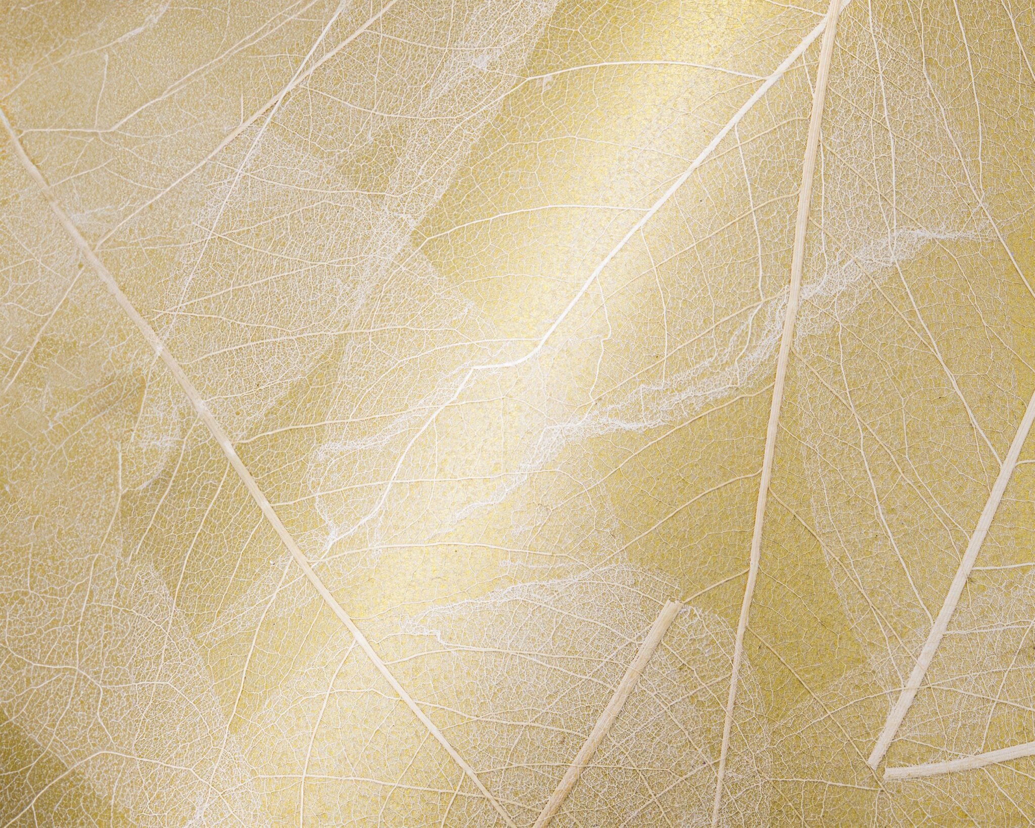 organoid-naturoberfl-chen-skelettbl-tter-gold-naturtapete-gold image 1