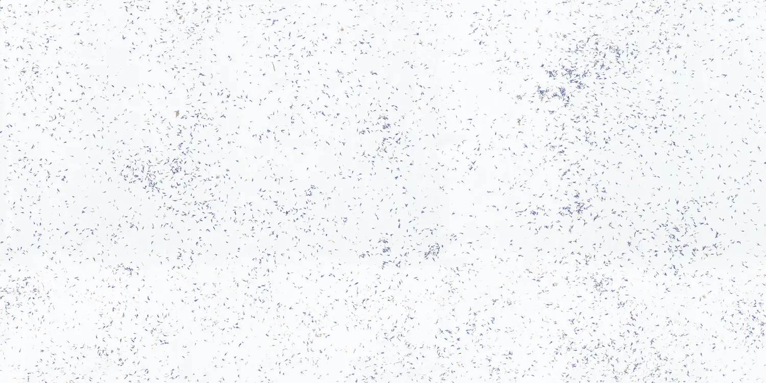 organoid-naturoberfl-chen-cornflower-light-naturtapete-kornblume-blau image 2