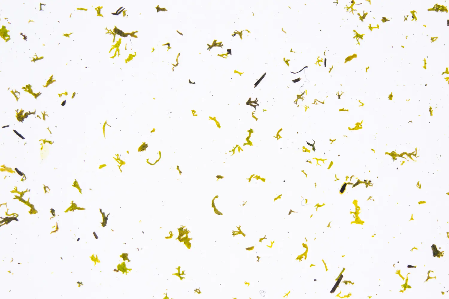 organoid-naturoberfl-chen-moos-light-naturoberfl-che-hellgr-n image 1