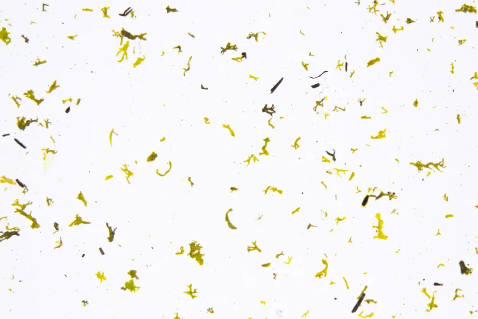 organoid-naturoberfl-chen-moss-light-naturwand-hellmoos image 1