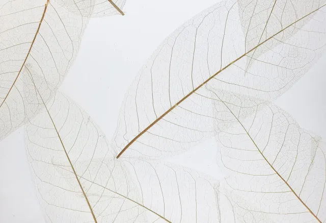 organoid-naturoberfl-chen-skelettbl-tter-medium-sichtschutzfolie image 1