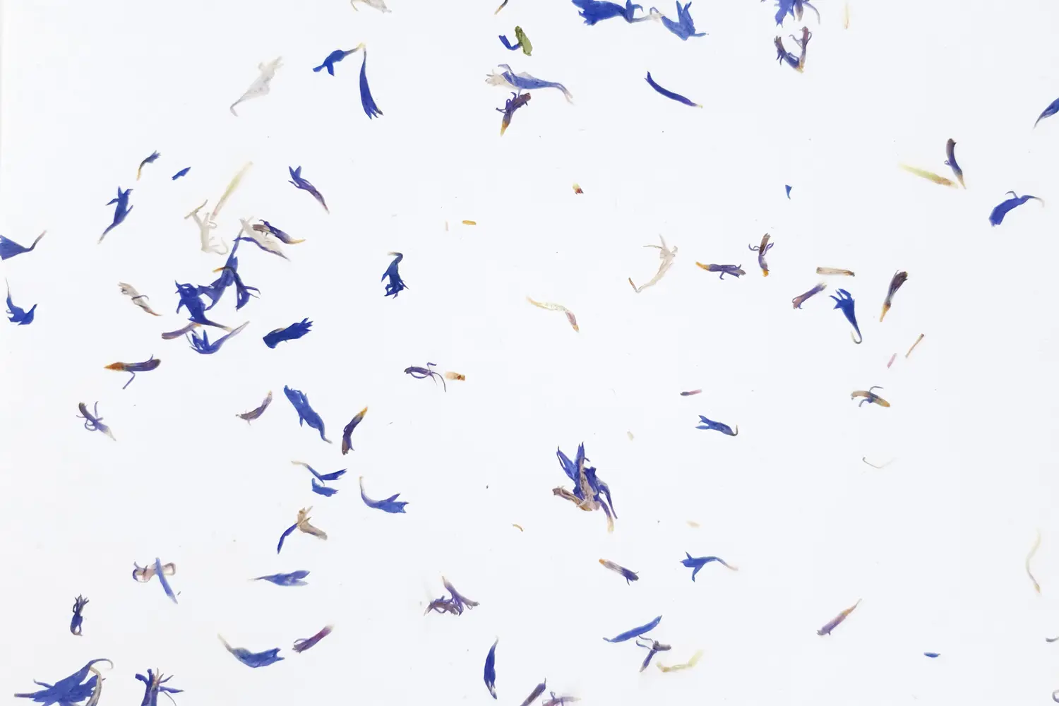 organoid-naturoberfl-chen-kornblume-light-tapete-ecovlies-blau image 1