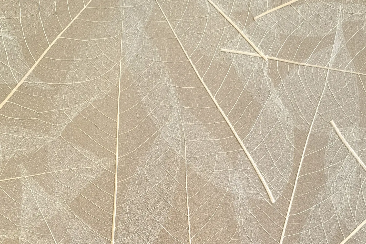 organoid-naturoberfl-chen-skeleton-leaves-tapete-hpl image 1