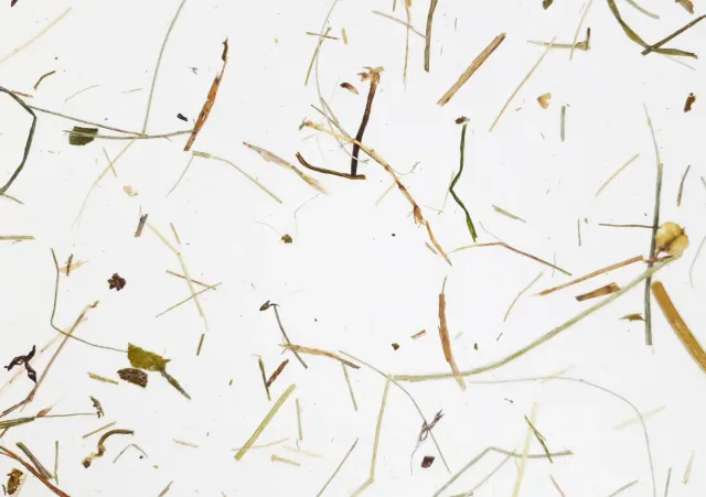 Organoid Naturoberflächen Wildspitze light Naturtapete Almheu