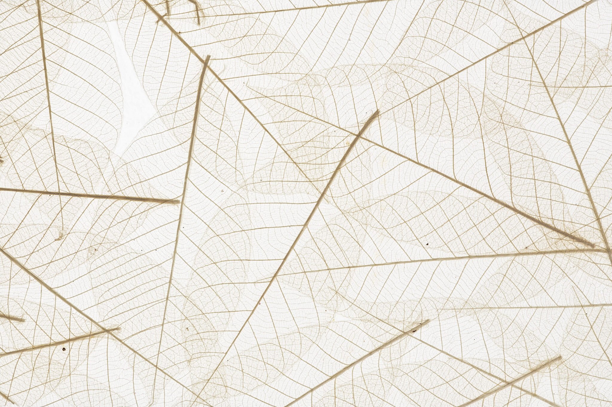 organoid-naturoberfl-chen-skeleton-leaves-folie-transluzent image 1