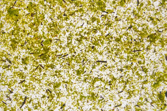organoid-naturoberfl-chen-moss-light-green-tapete-hellgr-n image 1