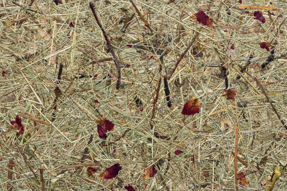 organoid-naturoberfl-chen-wildspitze-rosengarten-tapete-rot image 1