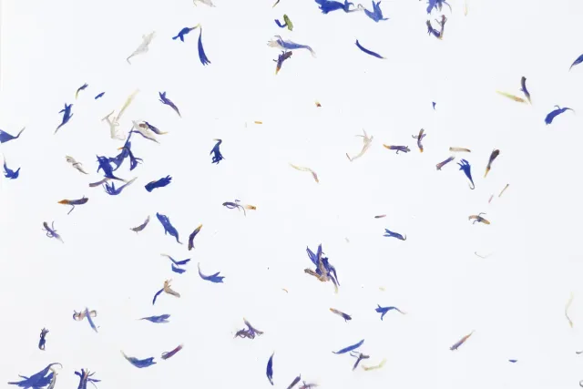 organoid-naturoberfl-chen-cornflower-light-naturtapete-kornblume-blau image 1