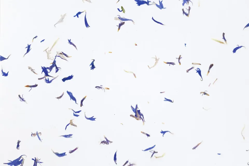 organoid-naturoberfl-chen-cornflower-light-naturtapete-kornblume-blau image 1